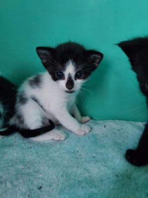 Logo, Baby Male Domestic Short Hair
