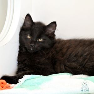 Kittens under 6 months old are adopted in pairs It is important for them to go to a home with