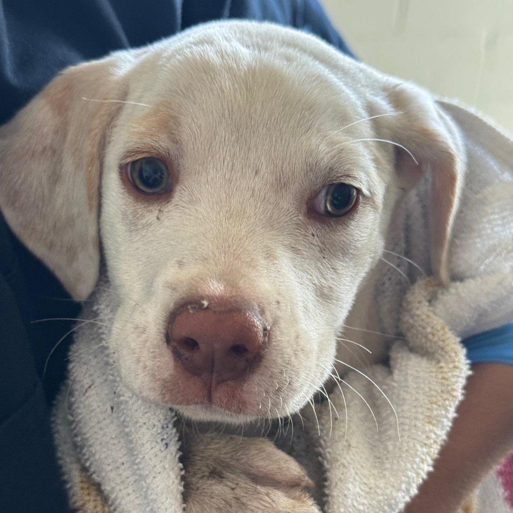 Sienna, an adoptable Mixed Breed in Volcano, HI, 96785 | Photo Image 2