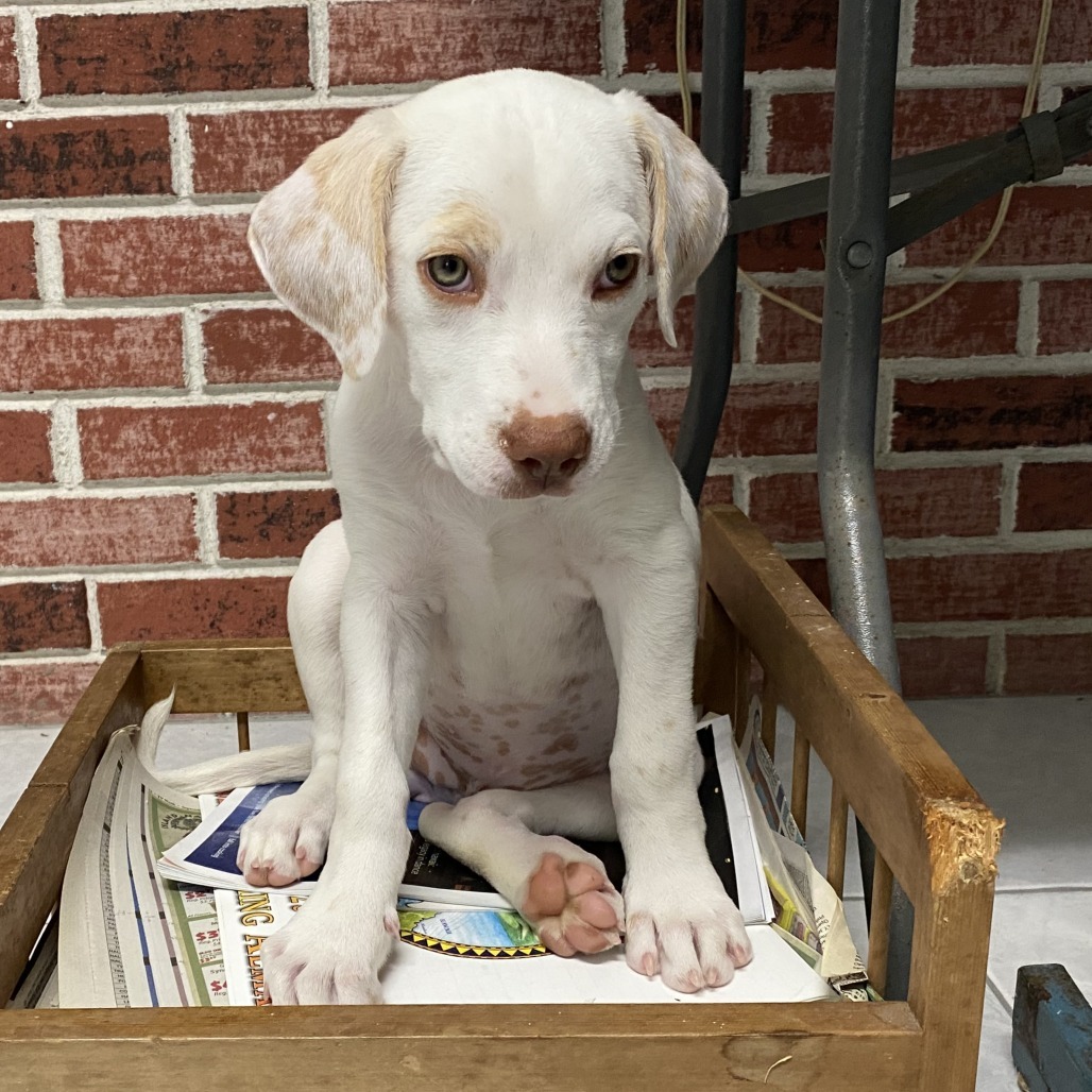 Sienna, an adoptable Mixed Breed in Volcano, HI, 96785 | Photo Image 3
