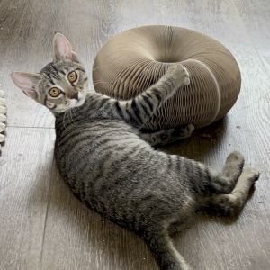 Laverne (COH-A-64077), Baby Female Domestic Short Hair
