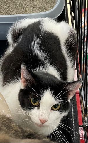 Buffy, Adult Female Domestic Short Hair