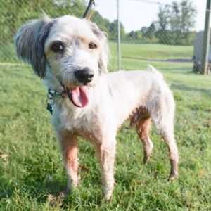 Ping, Adult Male Chinese Crested Dog