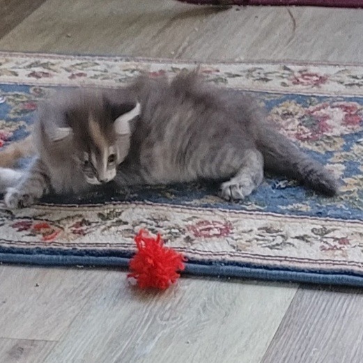 Fiona