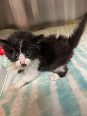 Jupiter Domestic Medium Hair Cat