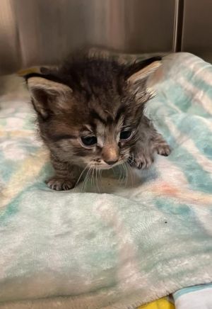 Mars Domestic Medium Hair Cat