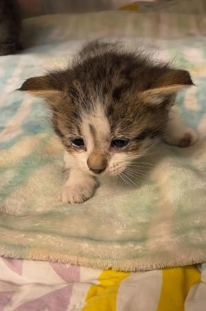 Venus Domestic Medium Hair Cat