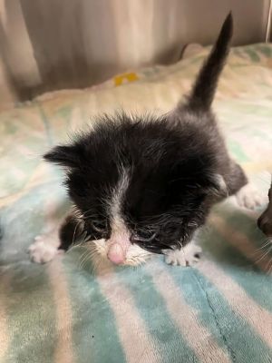 Pluto Domestic Medium Hair Cat