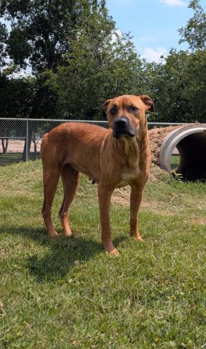 If you are interested in adopting from SAS please contact 8304012335 to schedule an adoption appoint
