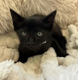 BOWIE