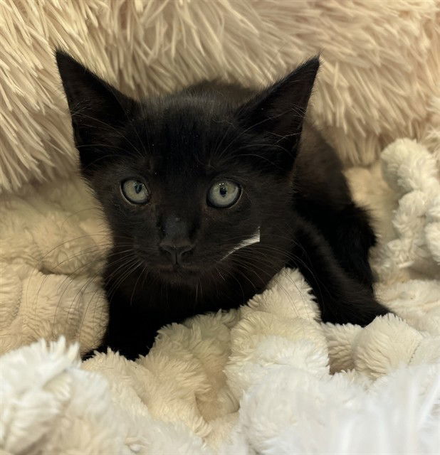 BOWIE