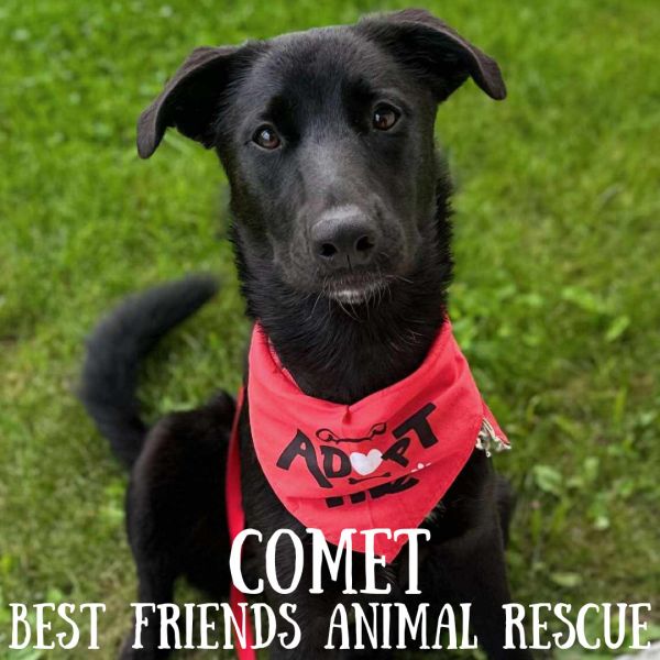 Comet