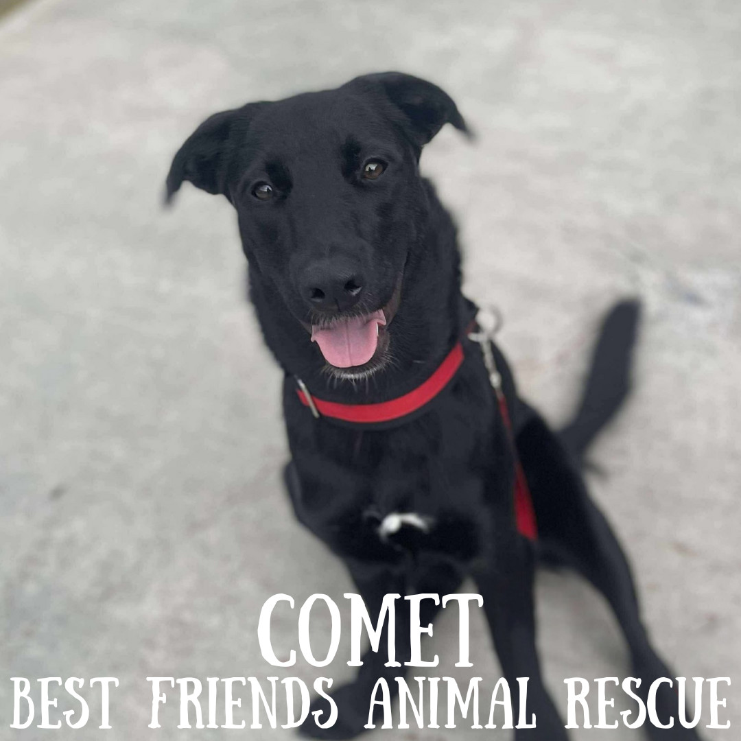 Comet, an adoptable Labrador Retriever in Wasilla, AK, 99654 | Photo Image 1