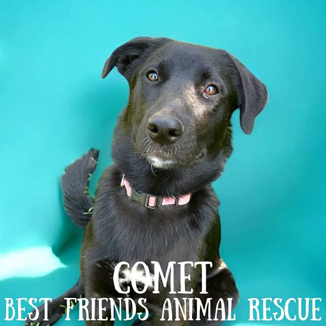 Comet, an adoptable Labrador Retriever in Wasilla, AK, 99654 | Photo Image 3