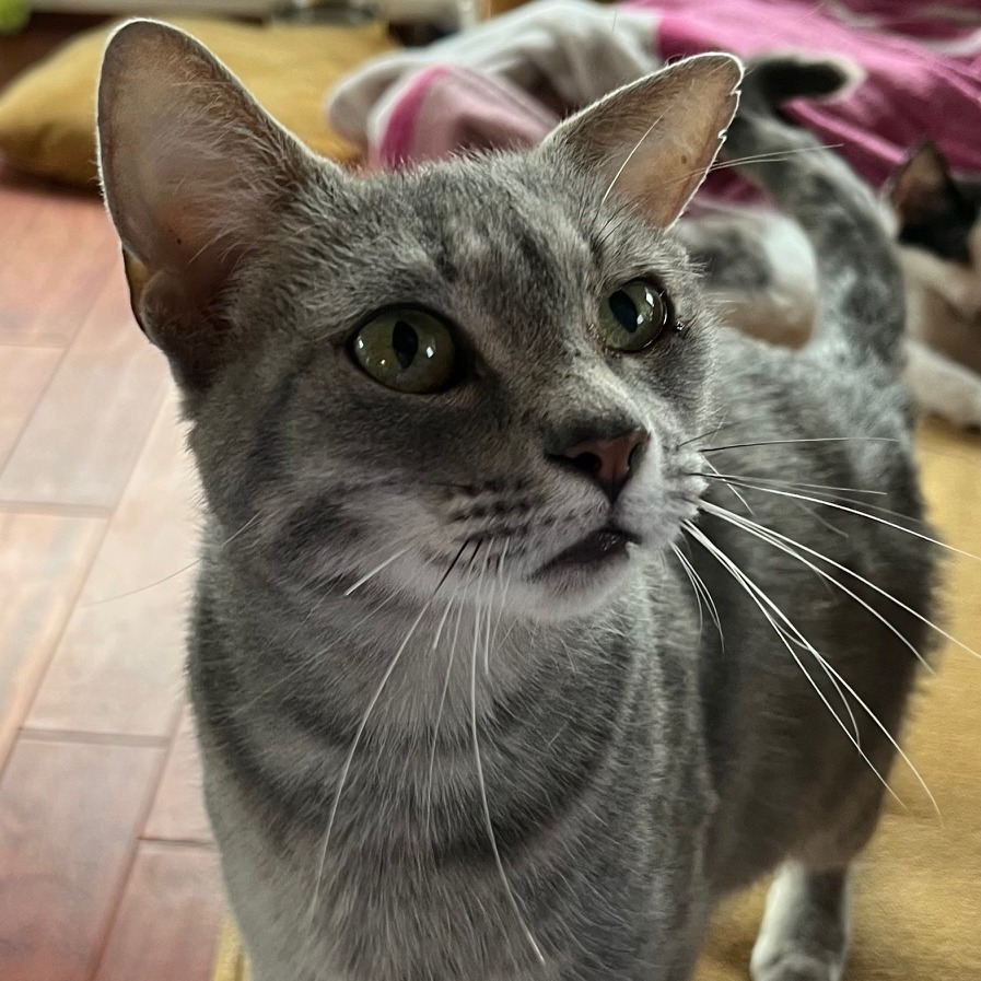Athena 2