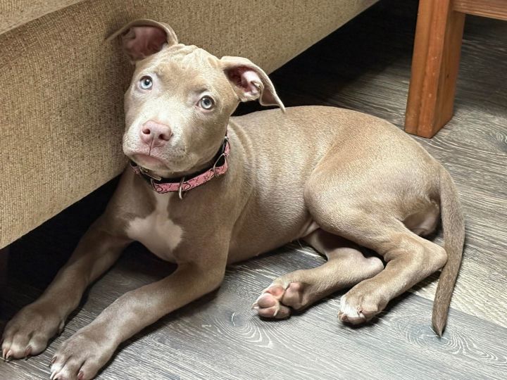 Poppy (P Litter) 1