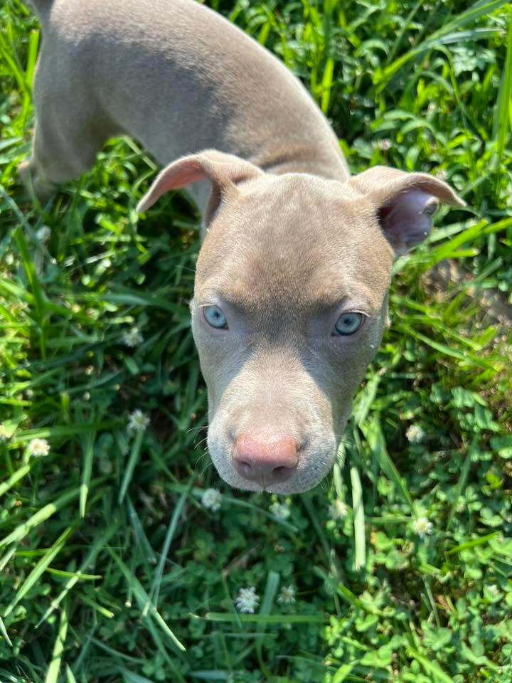 Poppy (P Litter) 2