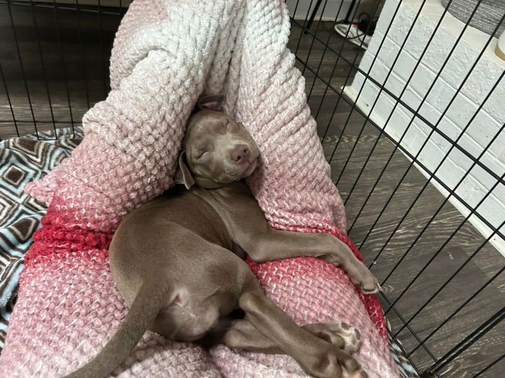 Poppy (P Litter) 3
