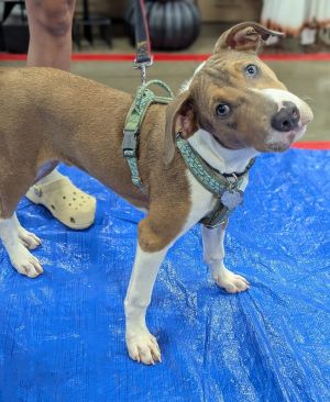 Oscar Martinez (The Office Litter), Baby Male Great Dane