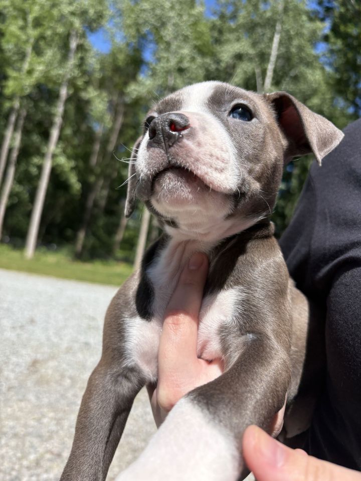 Petunia (P Litter) 1