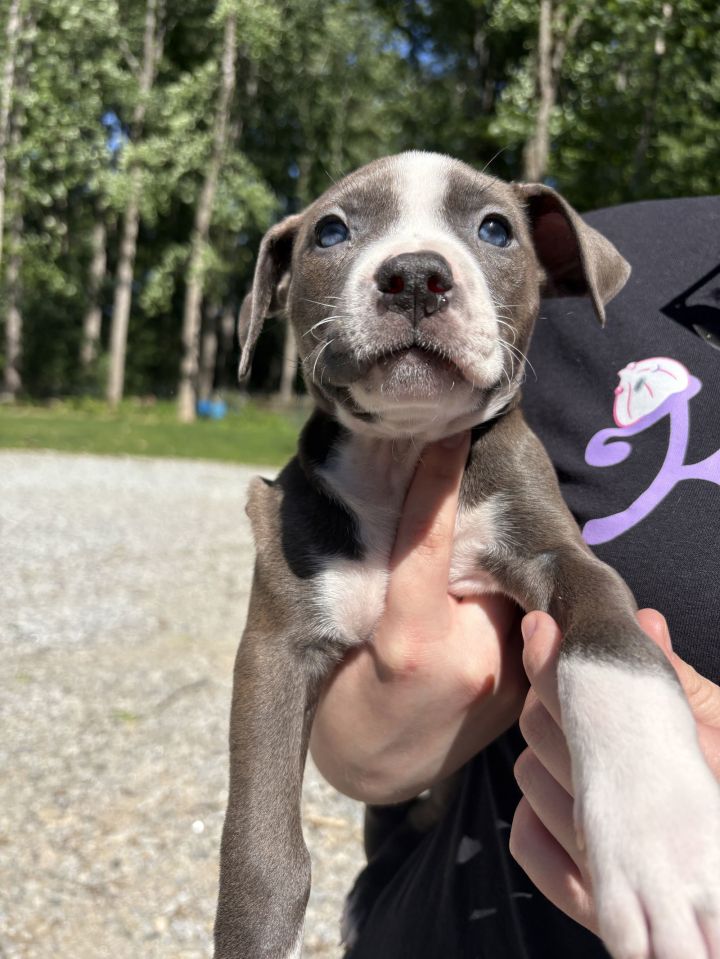 Petunia (P Litter) 2