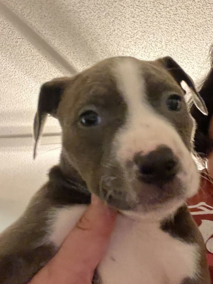 Petunia (P Litter) 3