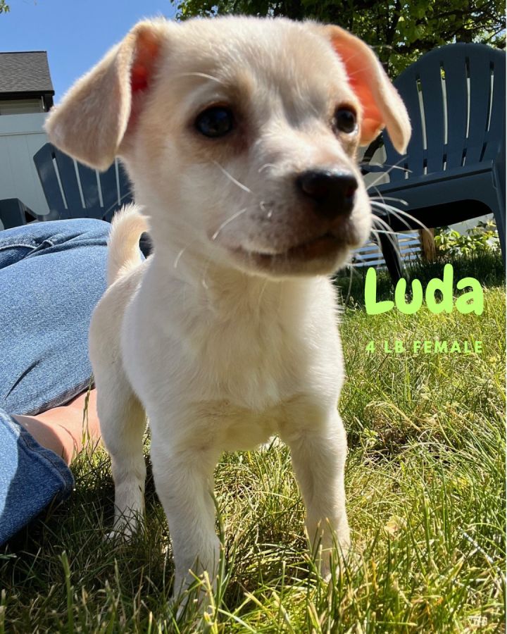 Luda 1