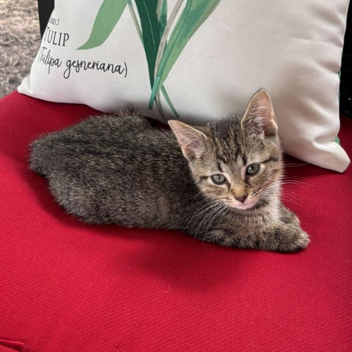 Tiki 1