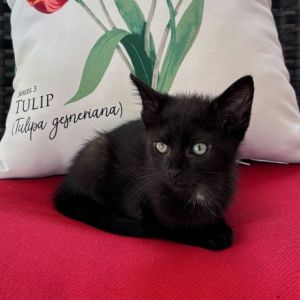 Purina