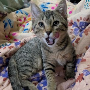 Piccadilly, Baby Male Domestic Short Hair