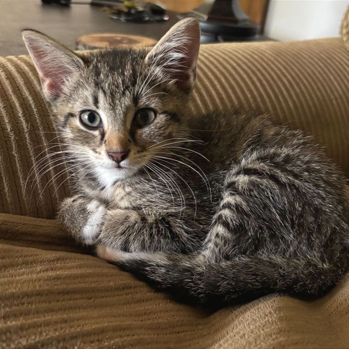 Friskies 1