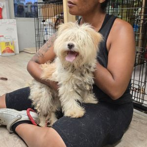 Ms Fluffy, Adult Female Shih Tzu