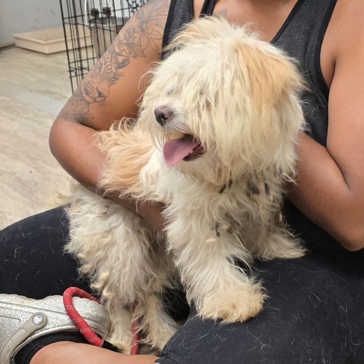 Ms Fluffy 2