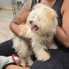 Ms Fluffy photo 2