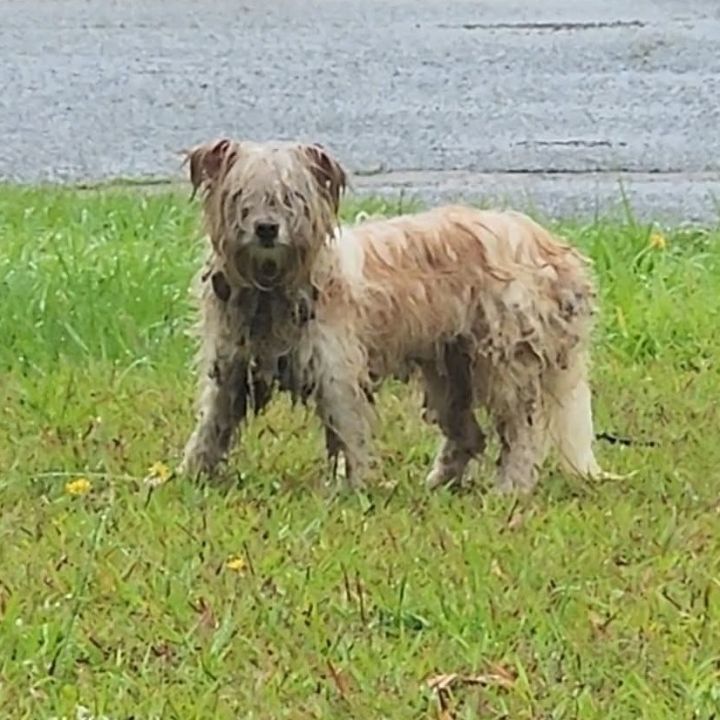 Ms Fluffy 3