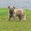 Ms Fluffy photo 3