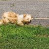 Ms Fluffy photo 4