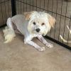 Ms Fluffy photo 5