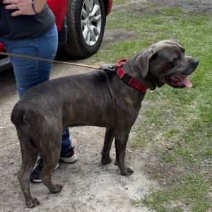 Nikko, Adult Male Cane Corso