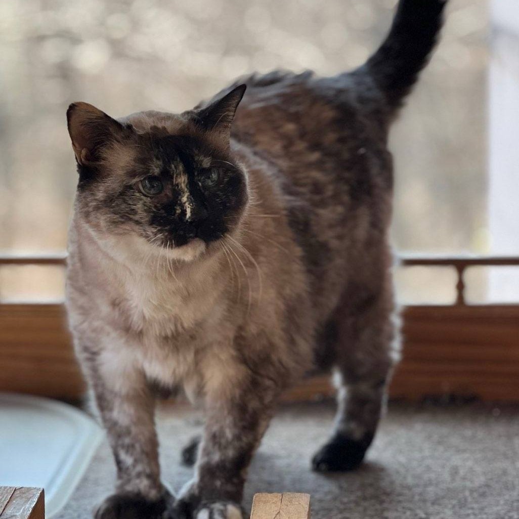 Emily, an adoptable Himalayan in Fairfax Station, VA, 22039 | Photo Image 1