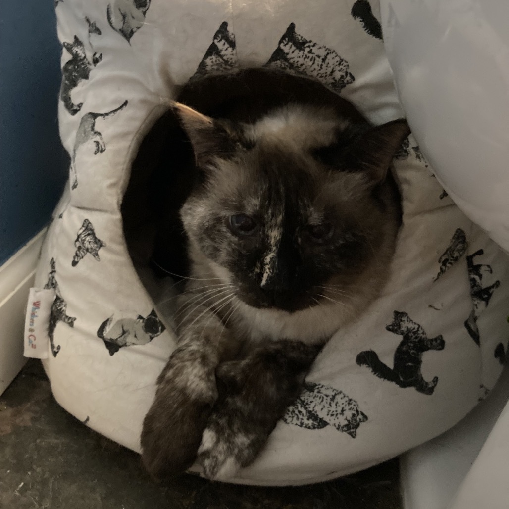 Emily, an adoptable Himalayan in Fairfax Station, VA, 22039 | Photo Image 2