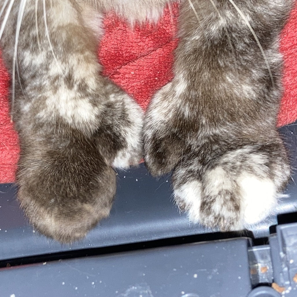 Emily, an adoptable Himalayan in Fairfax Station, VA, 22039 | Photo Image 3