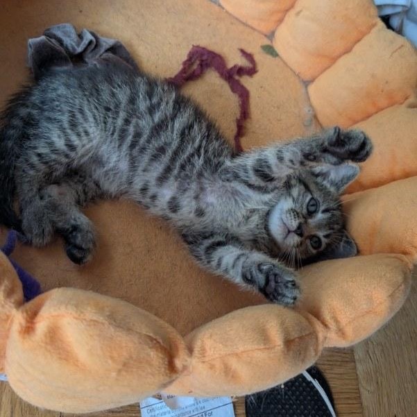 Wilson