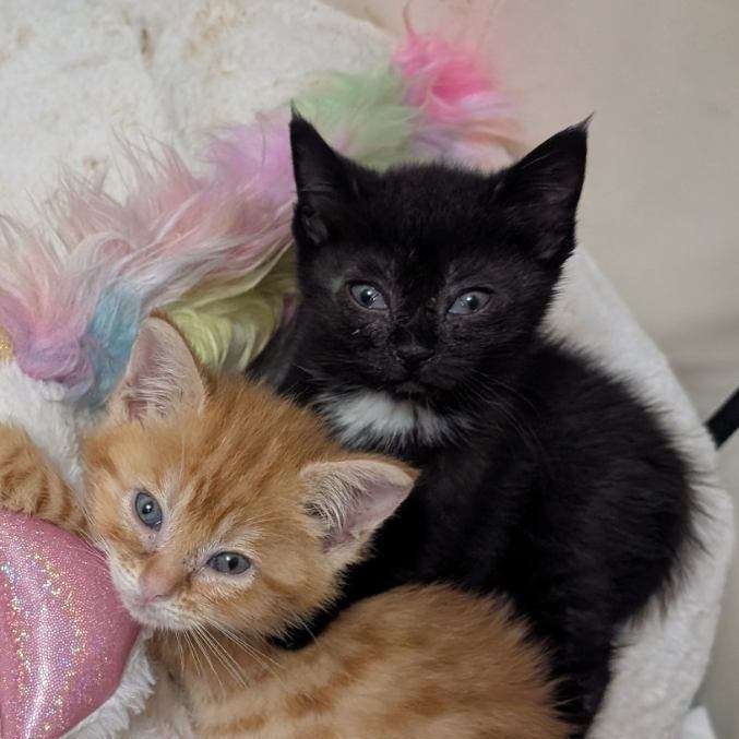 Tiny