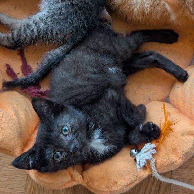 Tiny