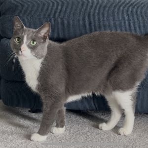 Ben, Senior Male Domestic Short Hair