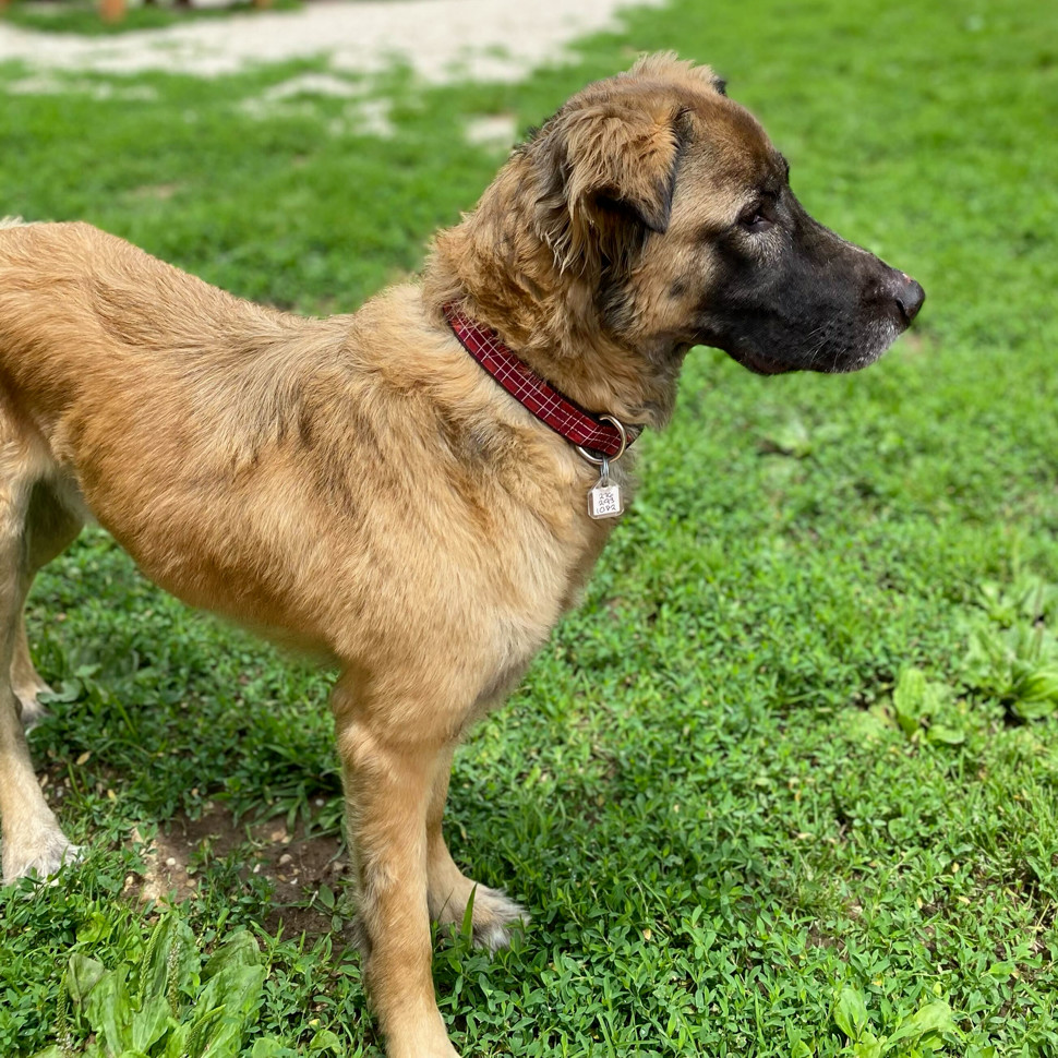 Rex