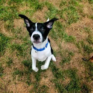 Shaxen, Baby Male Mixed Breed