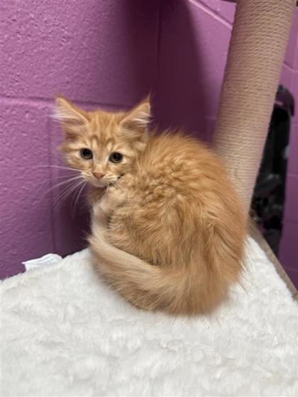 Simone Biles, an adoptable Domestic Long Hair, Domestic Short Hair in Hutchinson, KS, 67504 | Photo Image 1