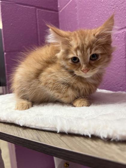 Simone Biles, an adoptable Domestic Long Hair, Domestic Short Hair in Hutchinson, KS, 67504 | Photo Image 2